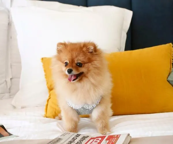 Balanea 3* Calvi (Corsica)